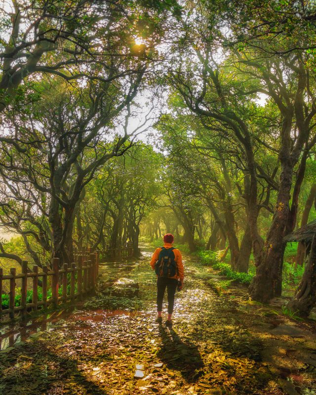 person walking alone forest path
